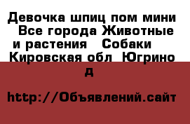 Девочка шпиц пом мини - Все города Животные и растения » Собаки   . Кировская обл.,Югрино д.